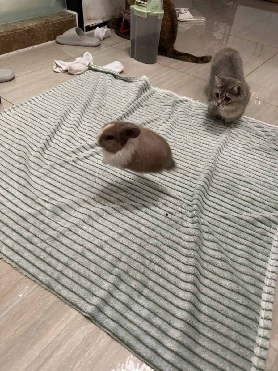 Why you should have a rabbit (@shouldhaverabit) on Twitter photo 