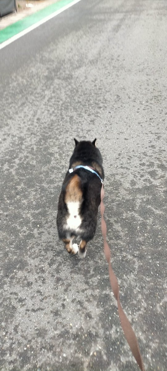 ちょめ太郎 やっとエンジンかかった 80分かかった