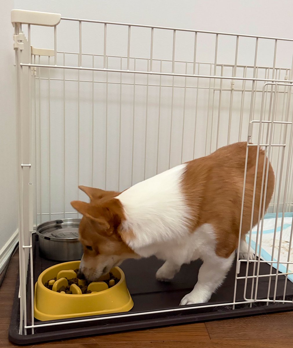 おはコギ(´･ᴥ･｀)
1枚目｢まて｣(｀･ω･´)ｷﾘｯ
2枚目 (もう良いかな…)
3枚目｢まて｣(   ᷄ᾥ ᷅ )ﾏﾀﾞｶ…
4枚目｢よし｣( ‘༥’ )ŧ‹”ŧ‹”
朝晩、待てと良しの攻防が繰り広げられています( ੭˙꒳ ˙)੭