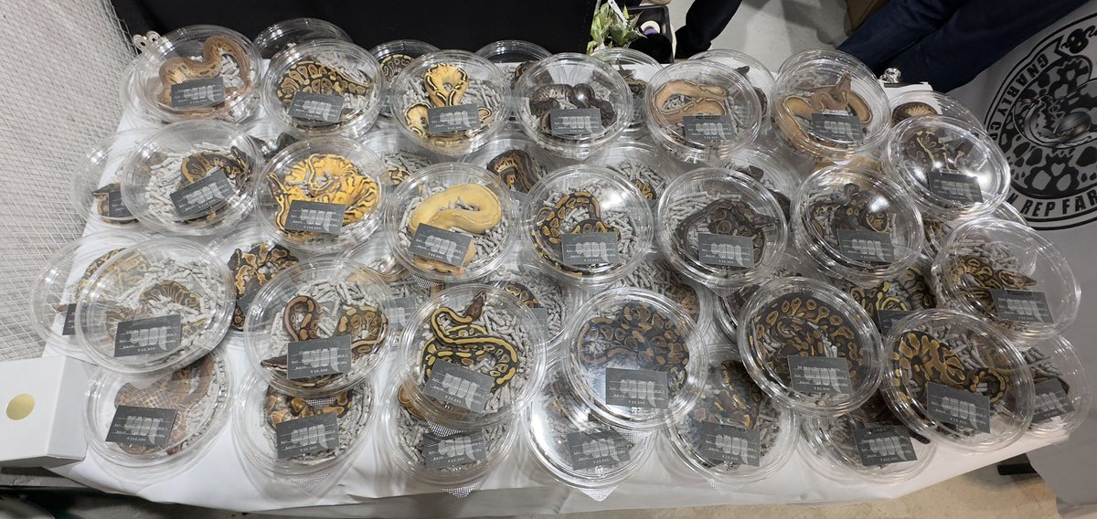 MM Snake COIL tweet media