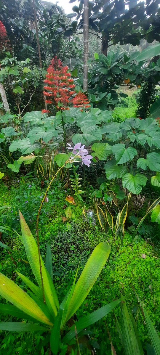 raju7579's tweet image. Good morning dears 🌹💗❤️😍🥰✨️