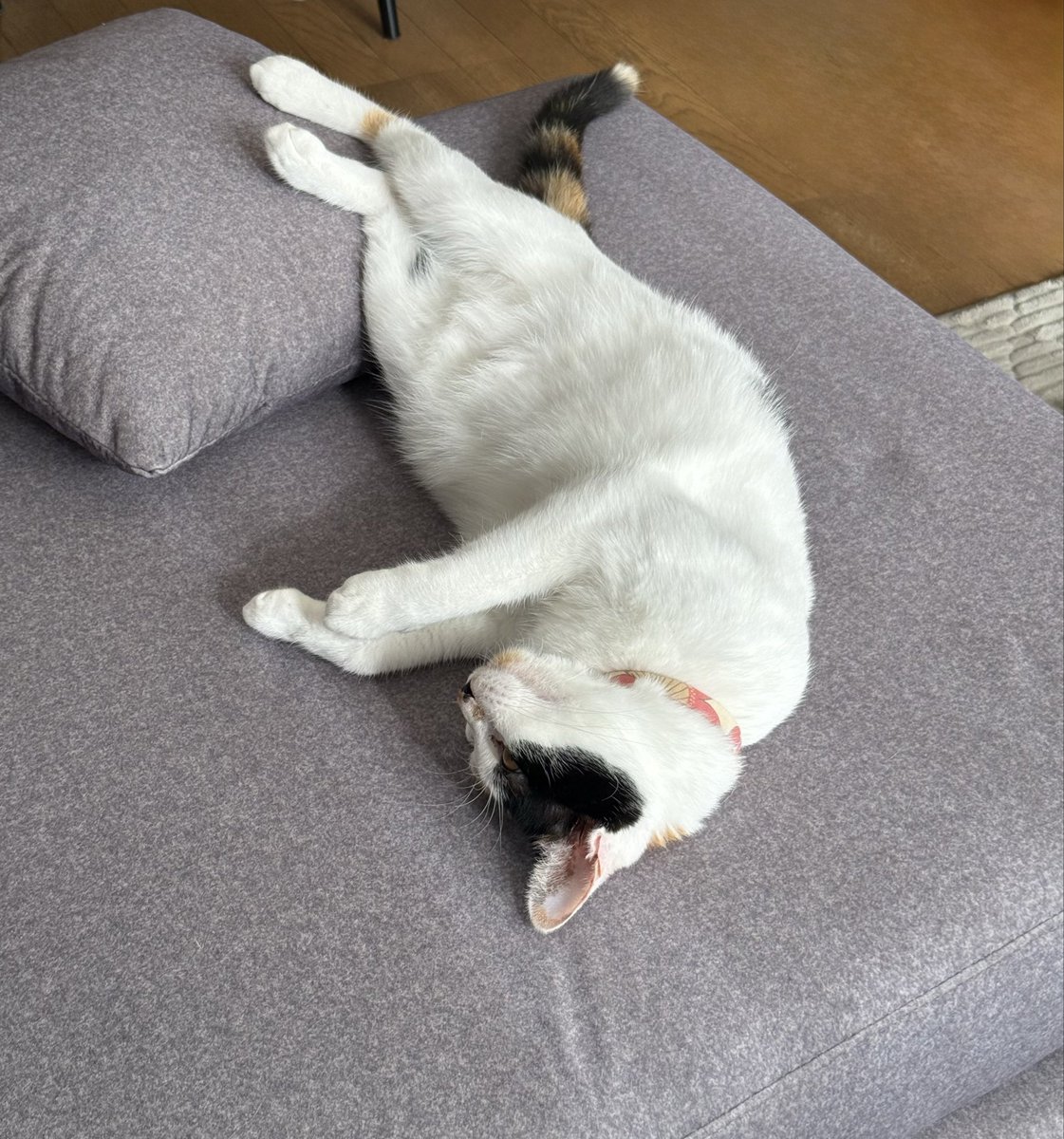 めっちゃ気持ちよさそうに寝てる(起きてるけど)
ちょっとおでぶ？🥹笑