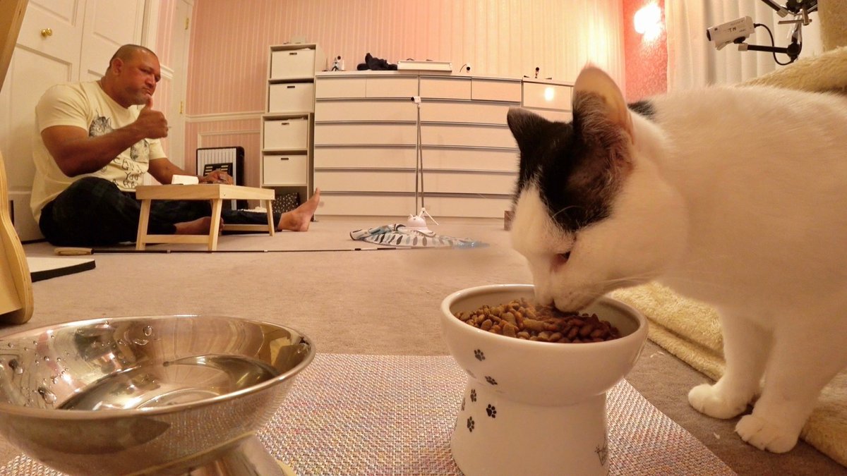 番組史上最多✨️
58匹の保護猫経験を持つ
最強の猫プロ "猫娘。" こと
モーニング娘。'25の小田さくらさんが

譲渡会に向けてモンローの魅力を
たくさん見つけたい

というラミおじさんの願いを叶えるべく

新たなモンローの姿を引き出して
猫革命を起こします💪

#嗚呼みんなの動物園 は今夜7時！