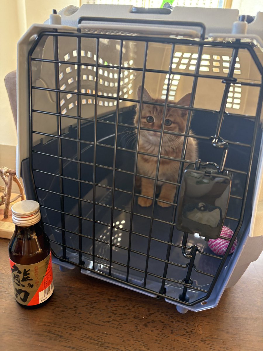 よっこ (@tukumoto819) / Posts / X