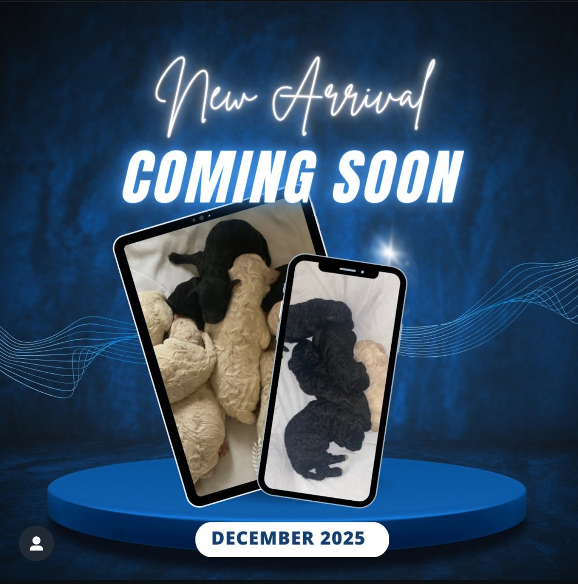 Poodles of Willow Glade (@PWGpoodles) / Posts / X