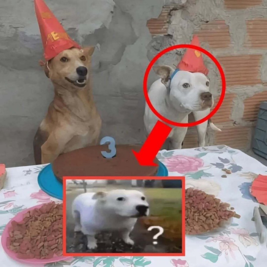 ShitpostGateway (@shitpostgate) on Twitter photo 