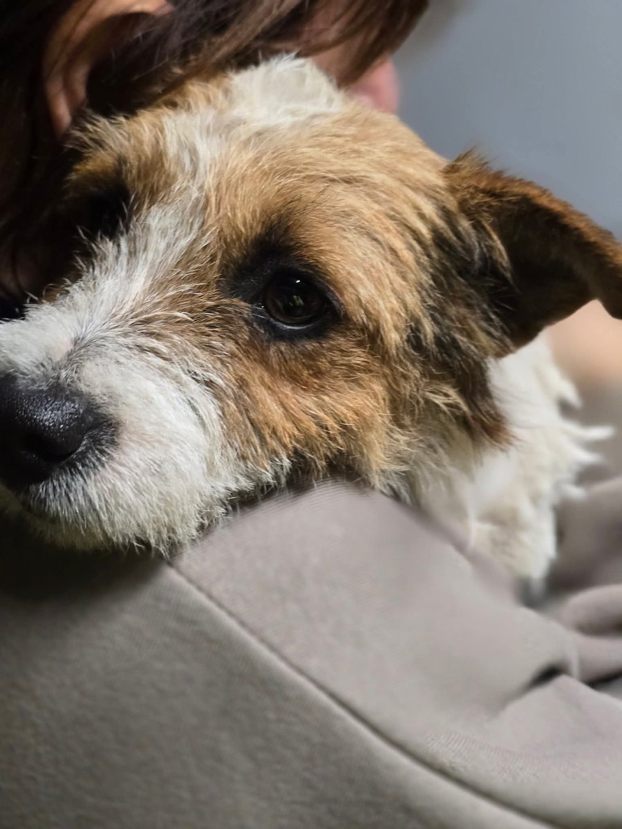MissingPetsGB's tweet photo. 🐕 BERT STILL #MISSING
#ME9 / LOWER HALSTOW
Missing since 5 November 2025

Bert is a small Jack Russell who bolted after fireworks and slipped under the gate.
He’s a very nervous rescue
please don’t call, chase or approach him.

#stolendoghour https://t.co/Bv4qgxMSoB