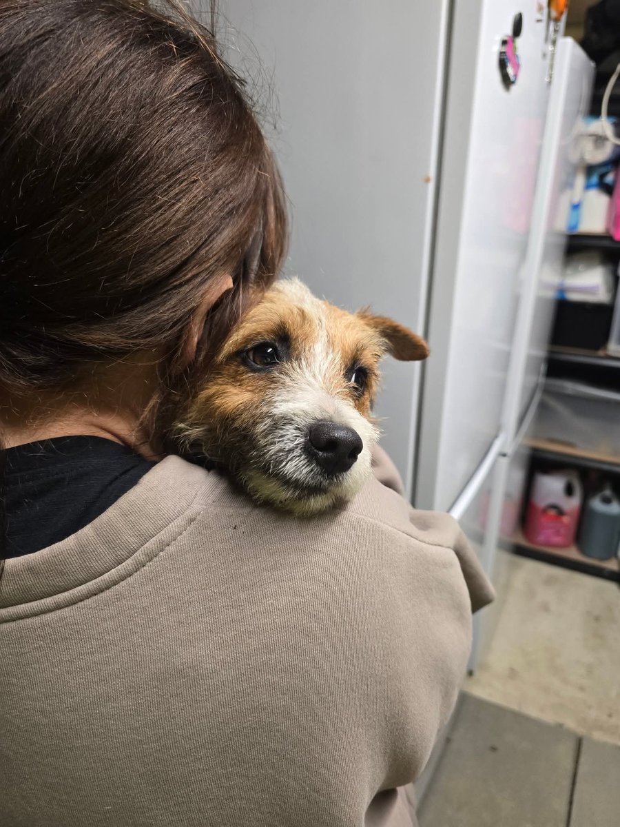 MissingPetsGB's tweet photo. 🐕 BERT STILL #MISSING
#ME9 / LOWER HALSTOW
Missing since 5 November 2025

Bert is a small Jack Russell who bolted after fireworks and slipped under the gate.
He’s a very nervous rescue
please don’t call, chase or approach him.

#stolendoghour https://t.co/Bv4qgxMSoB