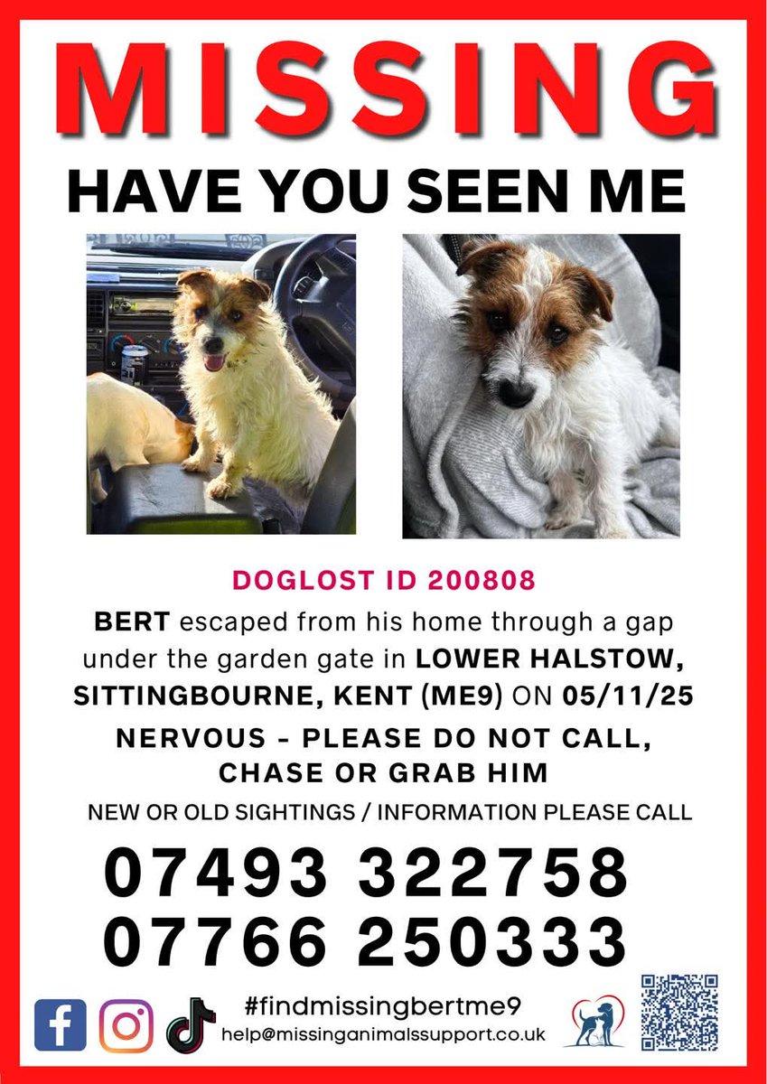 MissingPetsGB's tweet photo. 🐕 BERT STILL #MISSING
#ME9 / LOWER HALSTOW
Missing since 5 November 2025

Bert is a small Jack Russell who bolted after fireworks and slipped under the gate.
He’s a very nervous rescue
please don’t call, chase or approach him.

#stolendoghour https://t.co/Bv4qgxMSoB