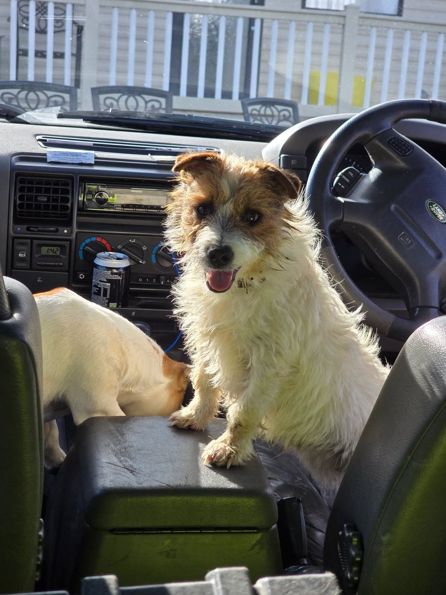 MissingPetsGB's tweet photo. 🐕 BERT STILL #MISSING
#ME9 / LOWER HALSTOW
Missing since 5 November 2025

Bert is a small Jack Russell who bolted after fireworks and slipped under the gate.
He’s a very nervous rescue
please don’t call, chase or approach him.

#stolendoghour https://t.co/Bv4qgxMSoB