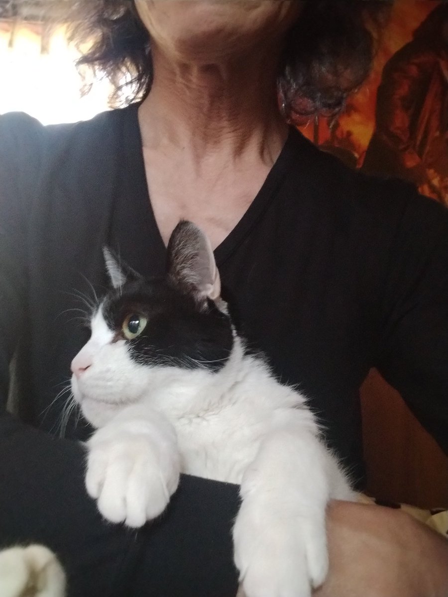 ねこきち。 猫吉 (@nekokichi712) / Posts / X