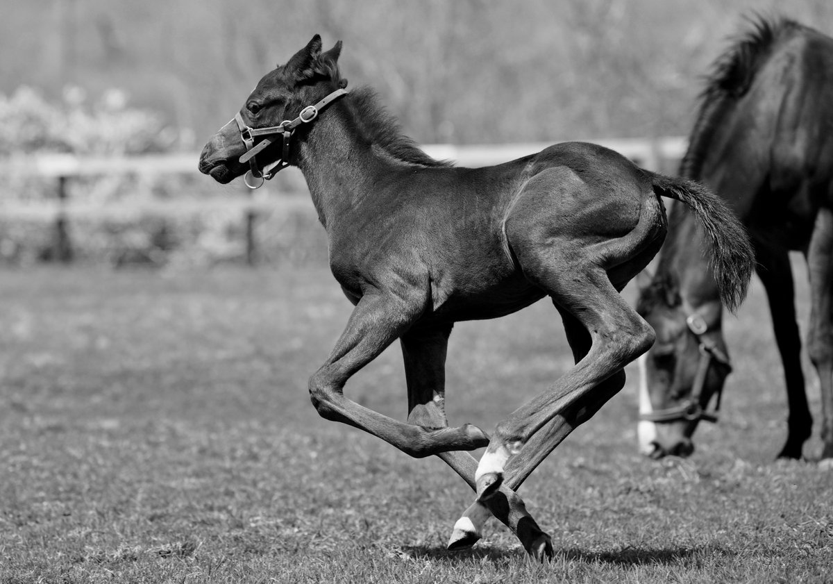 shiraoifarm's tweet image. おめでとうございます！
12/6 阪神 2R 2歳未勝利 1着 ヴォーカライズ（生まれて8日目の5月）