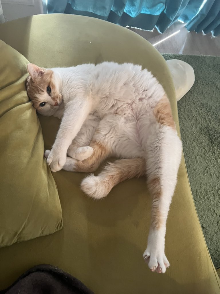 おはこんばんにゃ🍊 #猫好きさんと繋がりたい