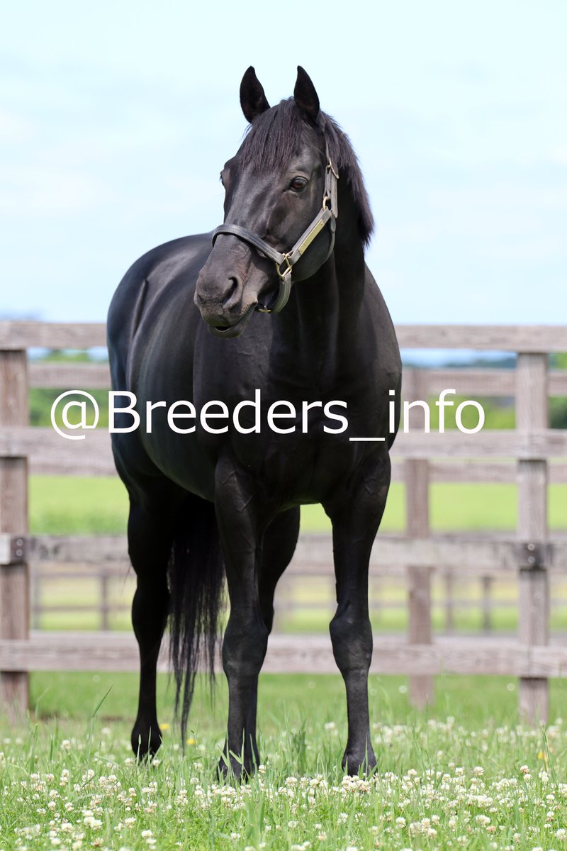 2015年の朝日杯フューチュリティステ ークスを制したリオンディーズ