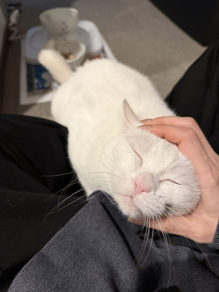 ☆はる(*^-^*)様☆専用ページฅ(ᯫ᳐⦁⩊⦁ᯫ᳐)ฅ❤✩.*˚ いくつになってもｶﾜ(・∀・)ｲｲ!! なんか顔文字でてきた