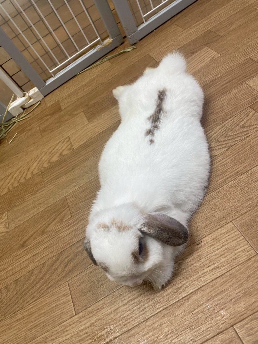 RiA@実況者 (@Lia1Ria) / Posts / X