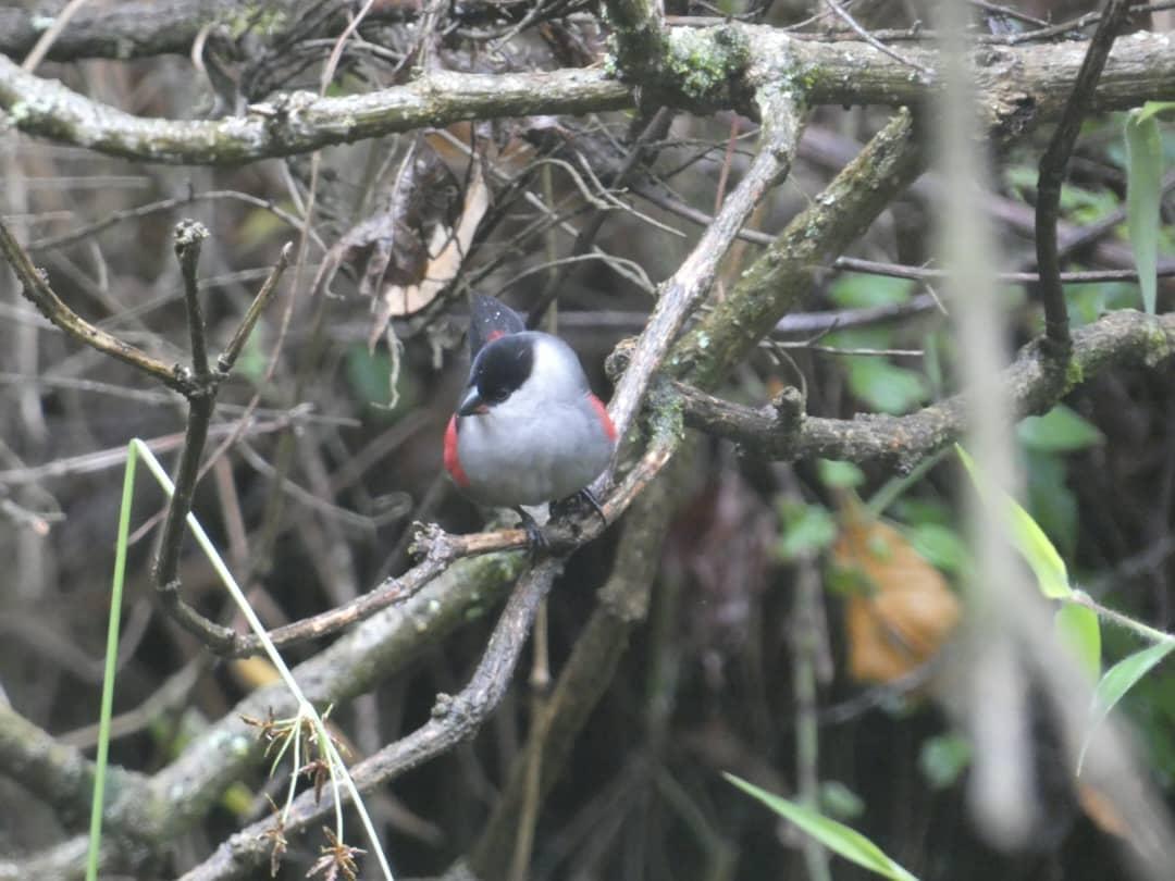 TambourineSafa1's tweet photo. Kundt's waxbill comfortably posing for picture.[https://t.co/QVVOgwqKK8]
#birdingexperience #wildlifesafari #wildlifephotography #safaridiscovery #naturesuprise #Gamedrive #primateapesexperience https://t.co/zu1uAp73F4