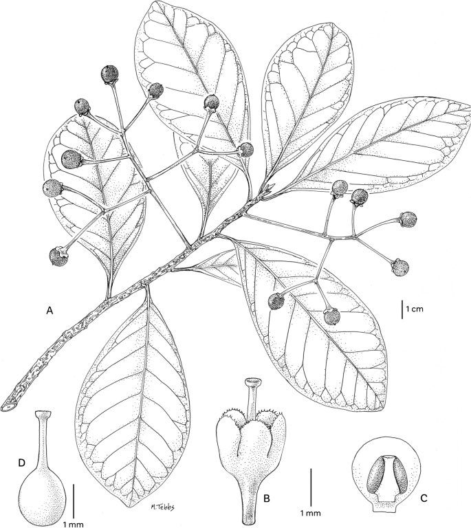 timutteridge's tweet image. Two new species of Tapeinosperma (Primulaceae-Myrsinoideae) from Papua New Guinea and the Solomon Islands. Kew Bull (2025). doi.org/10.1007/s12225… #taxonomy #botany #Primulaceae #Ardisia #PNG #SolomonIslands #Pacific