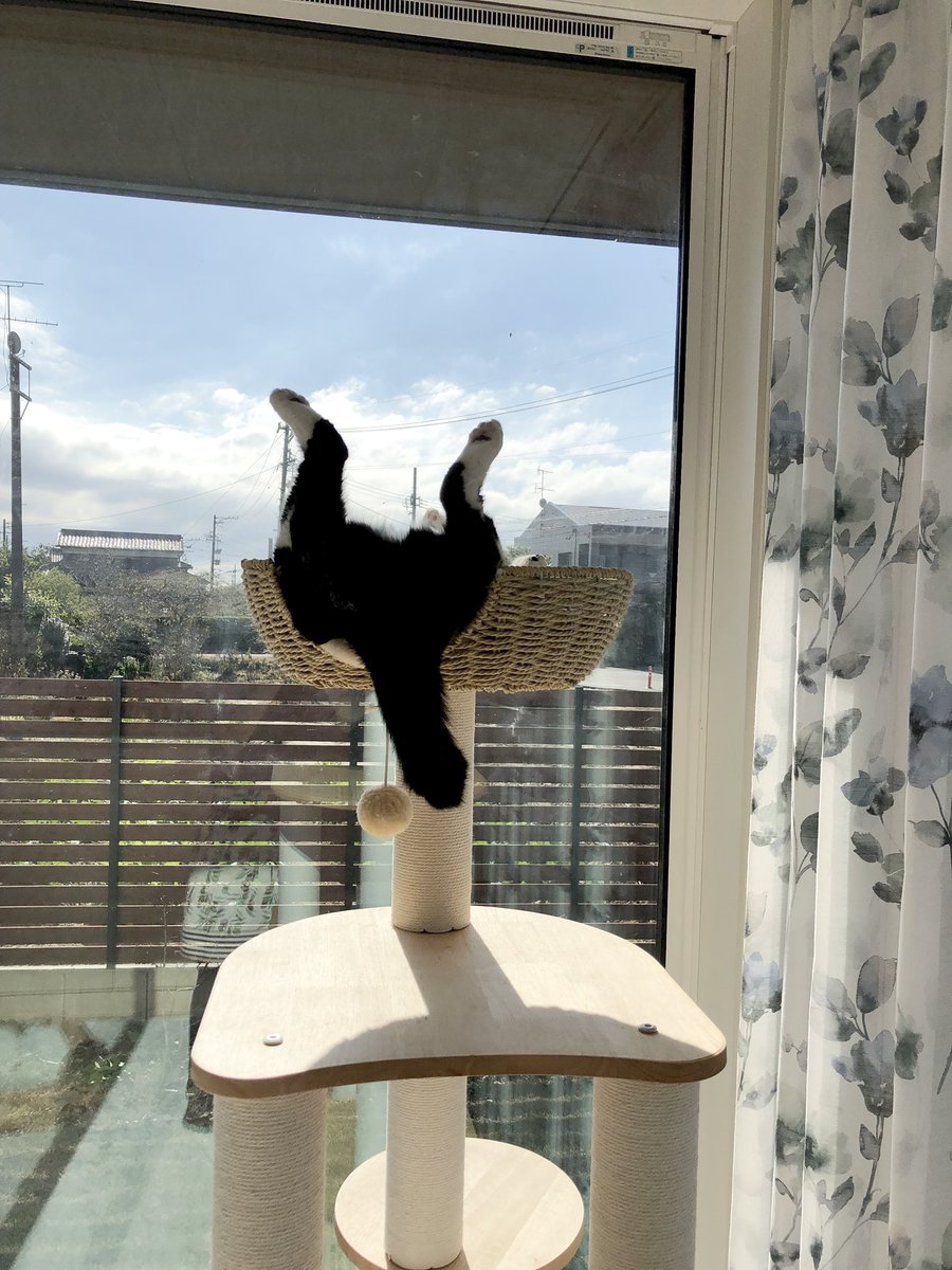 pochicolle's tweet photo. 母から送られてきた実家の猫写真が想像以上だ��た… https://t.co/f2Ki3GhUvY