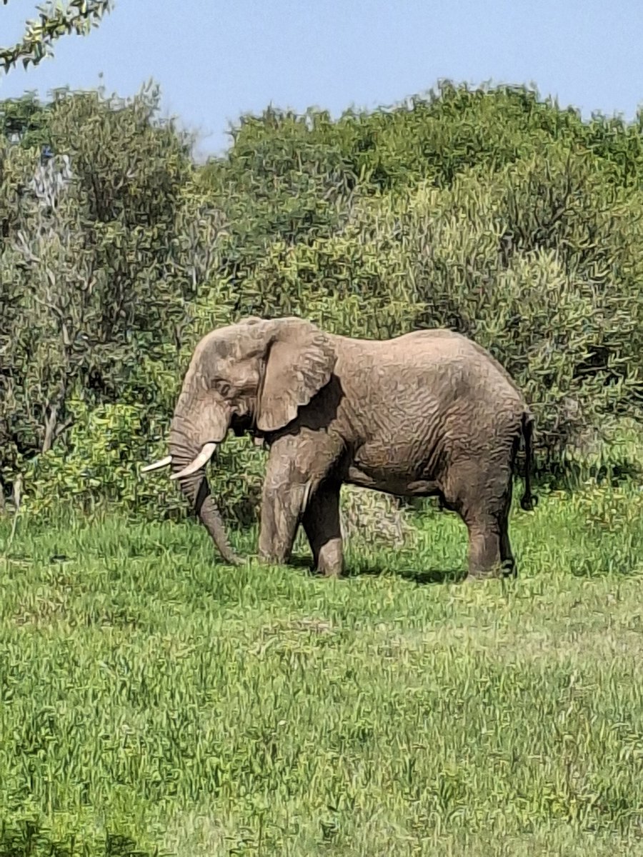 Naturaleza africana. Rinocerontes, jirafas, ñus, elefantes, cebras y más en la Reserva Natural Dinokeng. Una experiencia única en Sudáfrica. 

#safari #southafrica