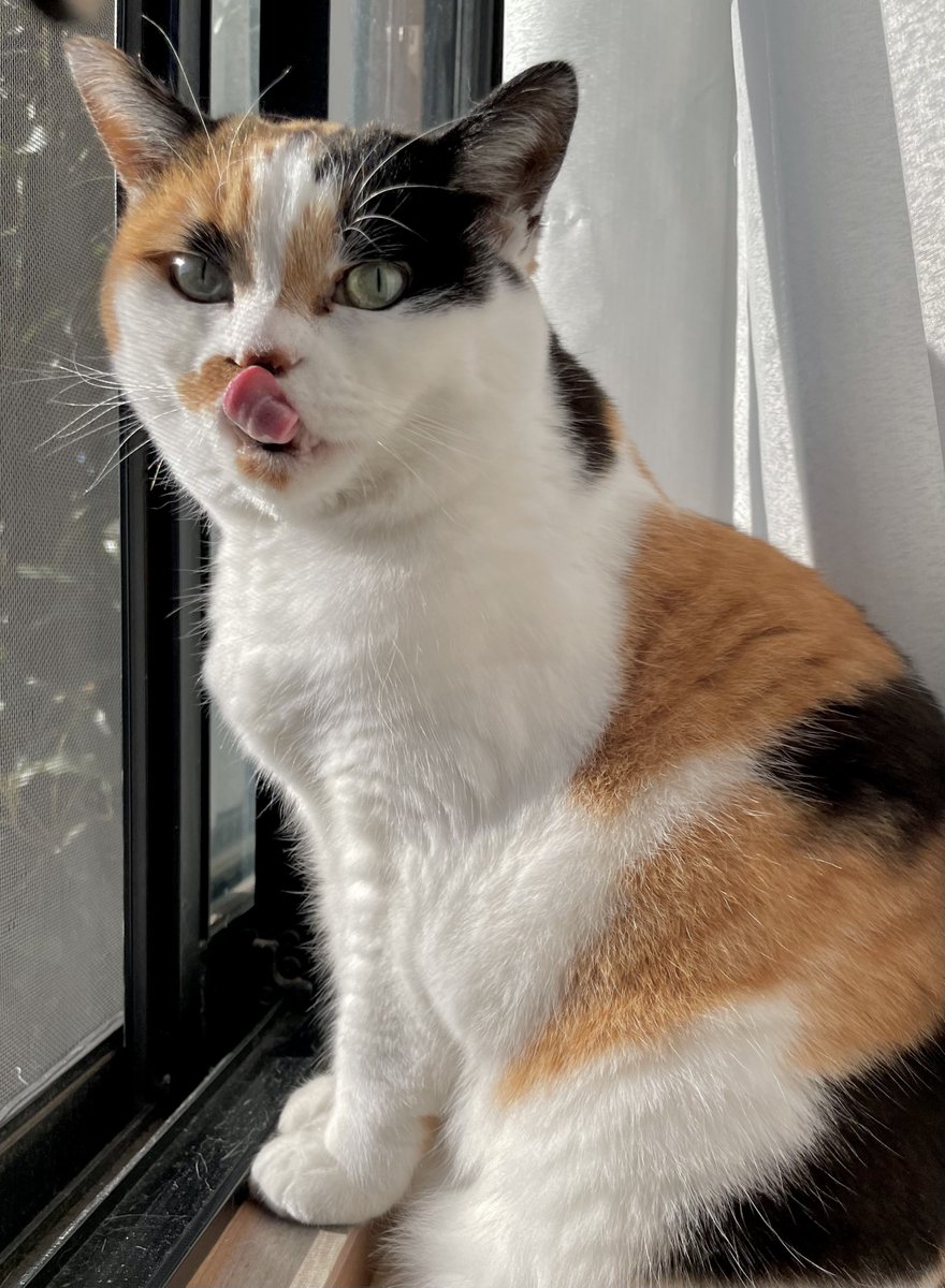 猫ちゃんサンタ🎅🏻大集合！！ 総勢、29にゃん🐈‍⬛🎄💫