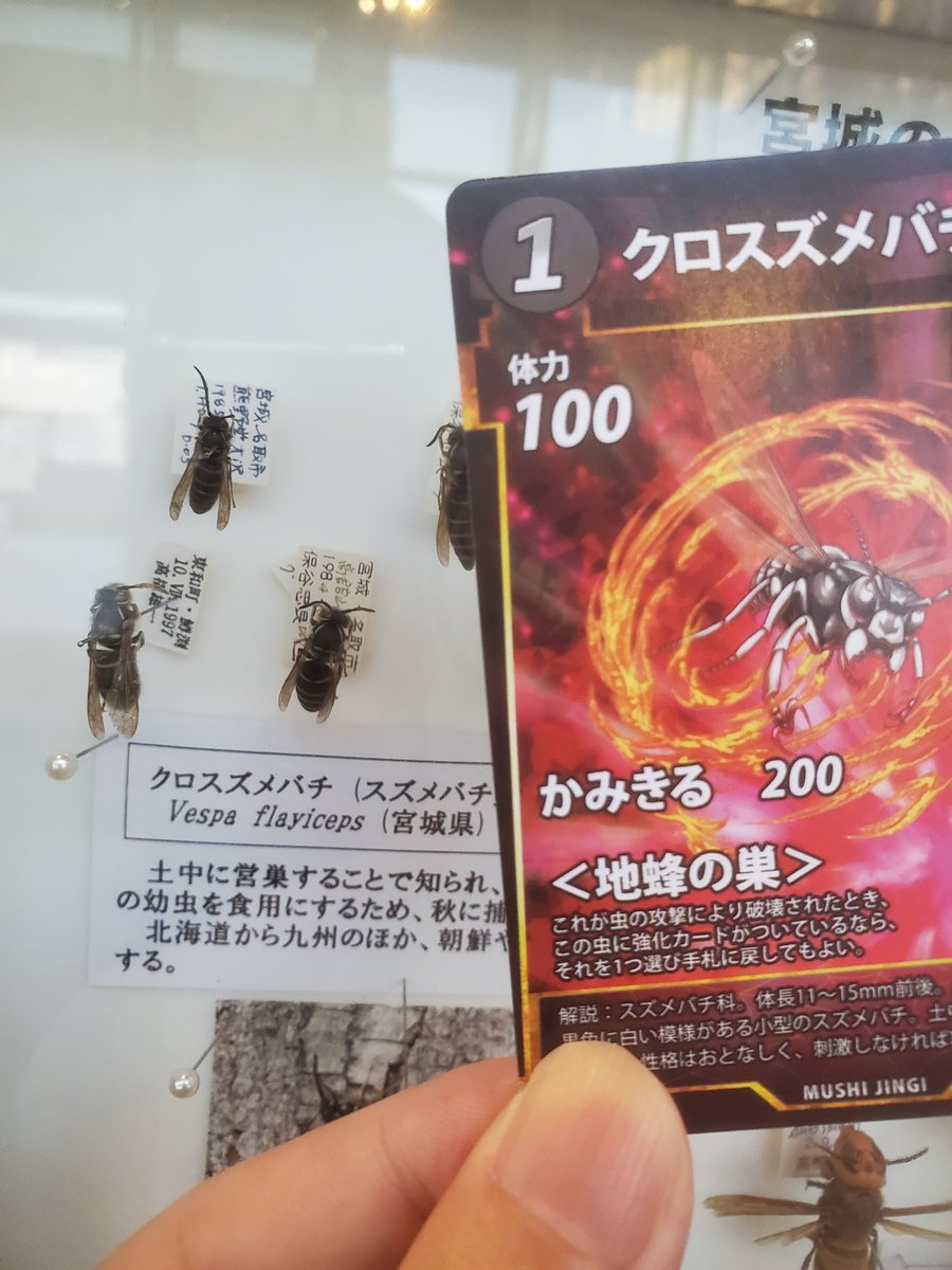 仙台市科学館で昆虫標本展やってるよ！あんまりみない展示方法もあって