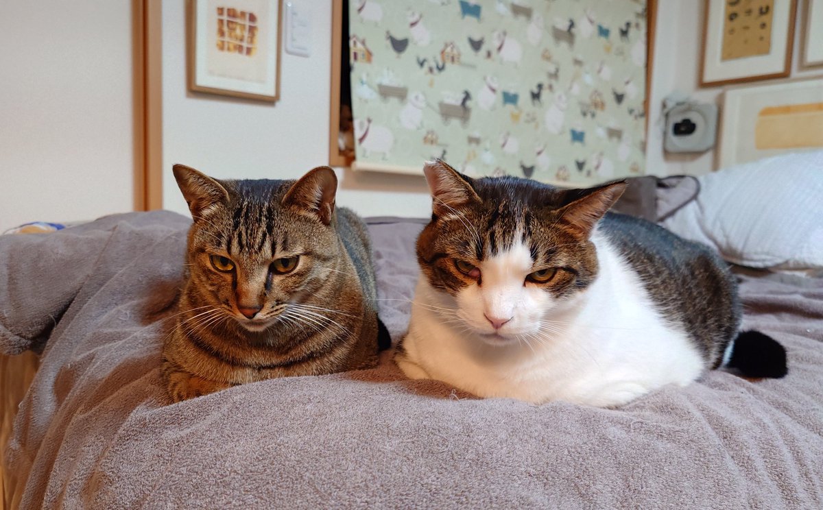 ❤️ちびすけ様❤️ ちびすけ