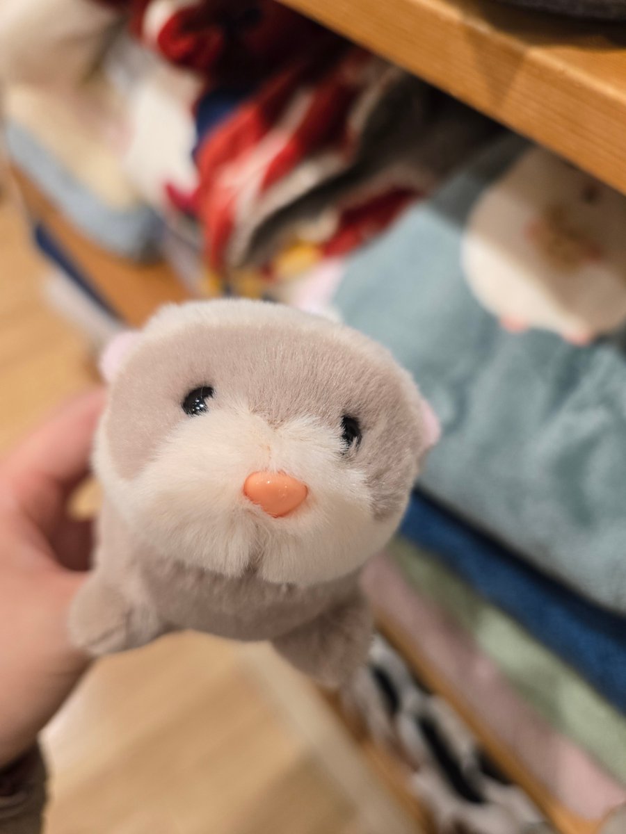 フェレットのしろもʕꔷ𖨳ꔷʔ (@shiromo_ferret) / Posts / X