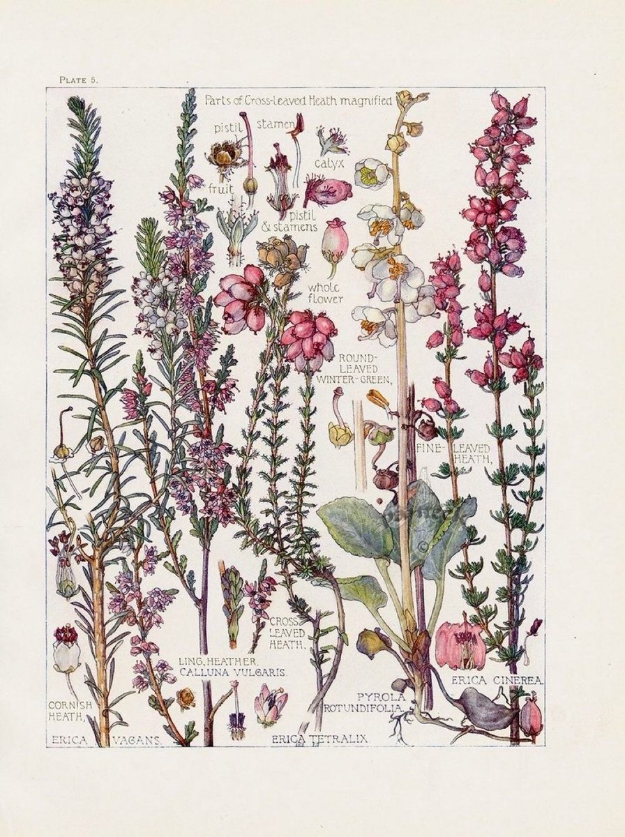 VenetiaJane's Garden tweet media