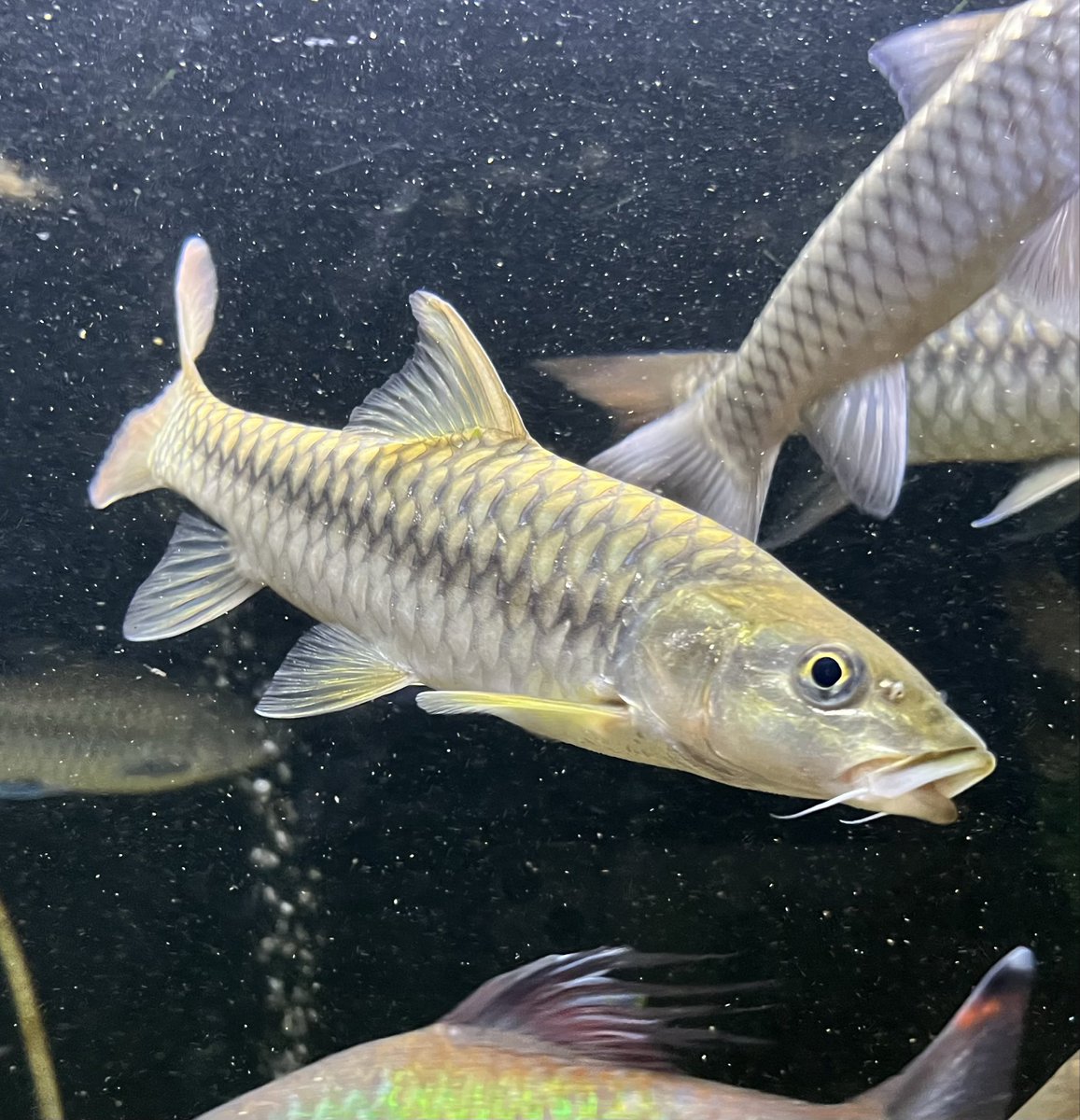 かずにゃん氏 (@Mr_kazunyan) / Posts / X