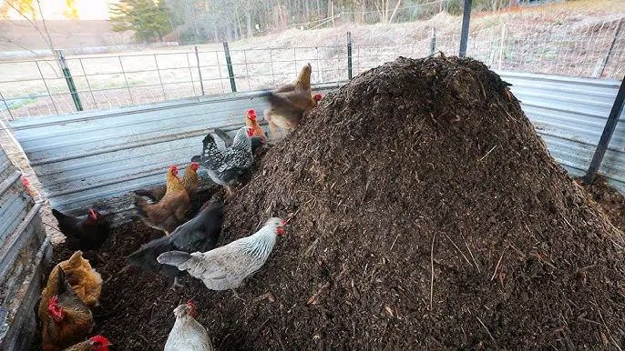 Agronomme_'s tweet photo. HOW TO USE CHICKEN MANURE IN FARMING (THE RIGHT WAY)

Chicken manure is one of the richest organic fertilizers you can use. It’s packed with nitrogen, phosphorus, potassium, and other micronutrients that improve soil structure, boost plant growth, and increase crop yields — if used correctly.

Here’s how to safely and effectively use chicken manure on your farm:

👉 1. Age the Manure:
Fresh chicken manure contains high ammonia levels that can burn plants.
Always age it for at least 4–6 months before use.
This reduces ammonia, lowers salt content, and makes the nutrients more stable and safe for crops.

👉 2. Compost It for Better Results:
Composting makes chicken manure even safer and more effective.
Mix it with carbon-rich materials like dry leaves, straw, sawdust, or rice husk, keep it moist (not wet), and turn the pile weekly.
Composting reduces pathogens and creates a nutrient-dense, balanced fertilizer.

👉 3. Apply It Correctly:
Once aged or fully composted:
• Spread it evenly on the soil.
• Work it into the topsoil using a hoe, fork, or tiller.
• Best applied before planting (early planting season) or after harvest to enrich the soil for the next cycle.

👉 4. Don’t Over Apply:
Chicken manure is powerful. Too much nitrogen can burn roots, stunt plant growth, and disrupt soil balance.
General guideline: Apply 2–4 kg per square meter or a thin layer, not more than 4–6 cm per year.
For accuracy, run a soil test to know how much your soil actually needs.

👉 5. Be Careful with Potted or Small Plants:
Because it’s very strong, never use raw chicken manure in pots.
If using liquid manure:
Mix 1 part manure to 3 parts water, let it sit for a few days, then apply lightly.
Always test on one plant before applying to all.
.
.
.
When used properly, chicken manure is one of the most effective and affordable ways to improve soil fertility and boost crop production.

Age it, compost it, apply moderately — and your soil will reward you with healthier, stronger, and more productive plants.