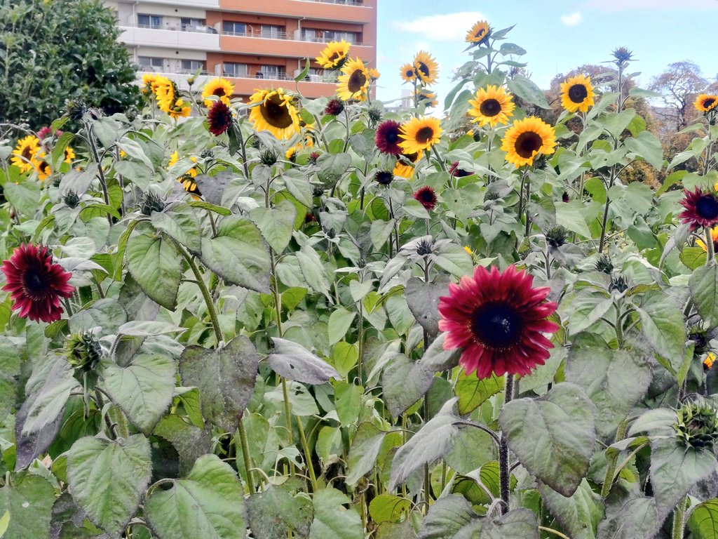 ただいまー🏠 座間にひまわり見に行ってきた🌻 9月に種蒔いて、今