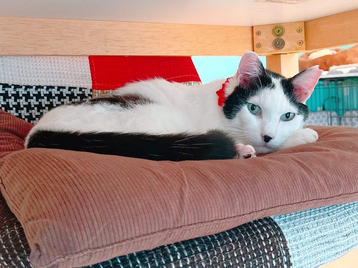 お、布団新しくしたの？なかなかええやん」 はい…もう吐かなければ