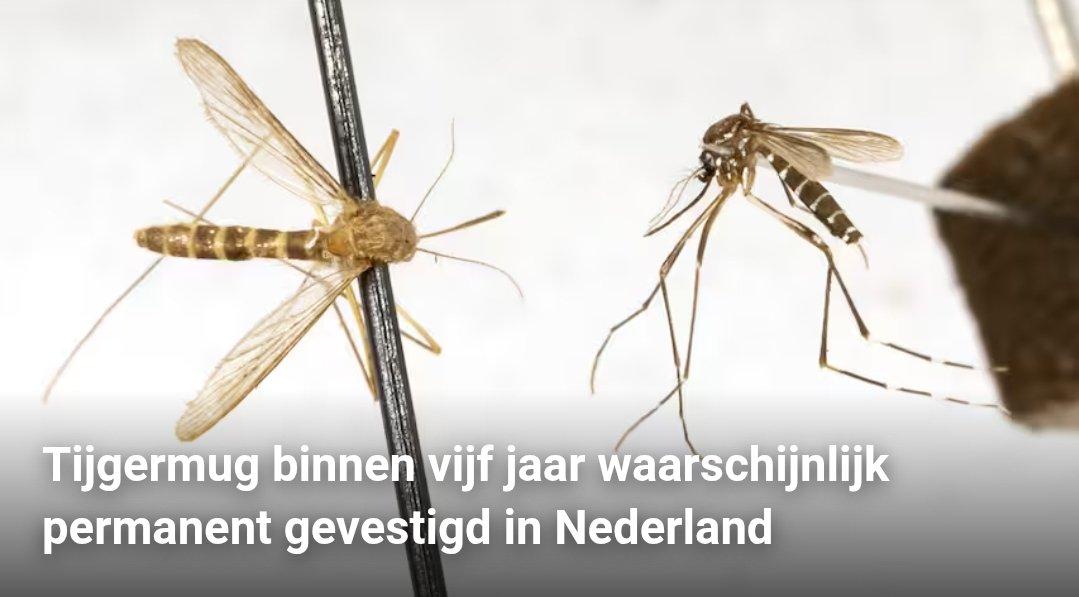 Tijgermug rukt op #limerick

'Nou, lekker,' zei iemand in Meeren.
'En wie gaat dit oprukken keren?
In België zijn
ze ook al, zo schijnt.
Ik zeg aan de grens controleren!'