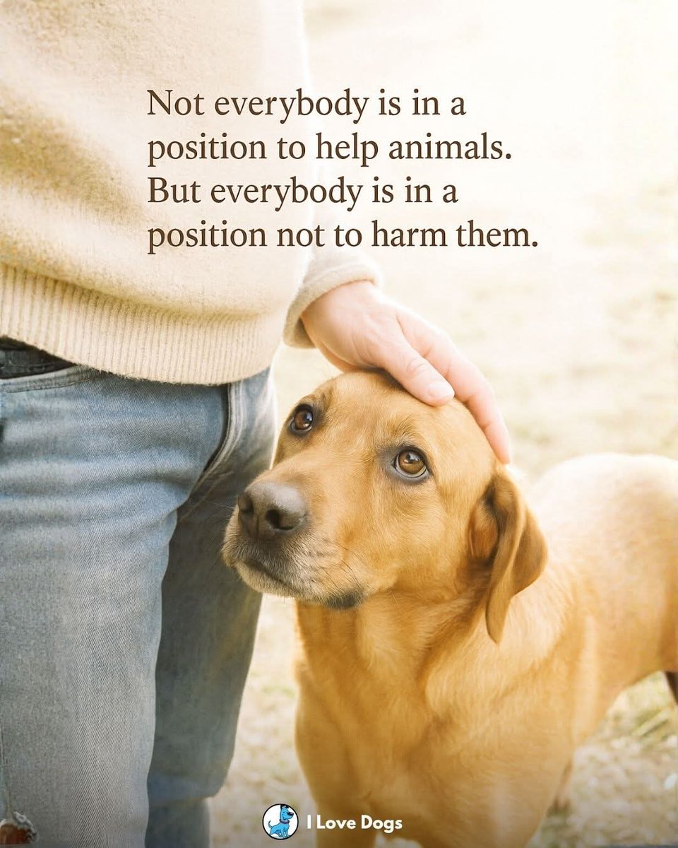 The look in this dog’s eyes carries both hope and vulnerability. They depend completely on the person standing beside them, trusting that the hand resting on their head will protect, not hurt. Not everyone is able to rescue or adopt, yet every one of us can choose not to cause