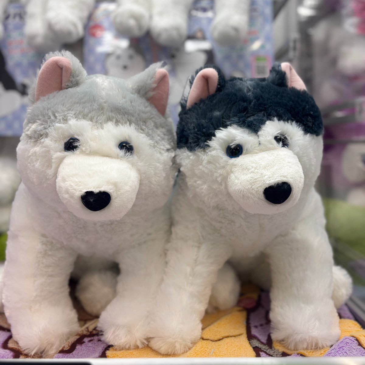 景品入荷情報］ くったりもふもふシベリアンハスキーウルトラBIG 入荷