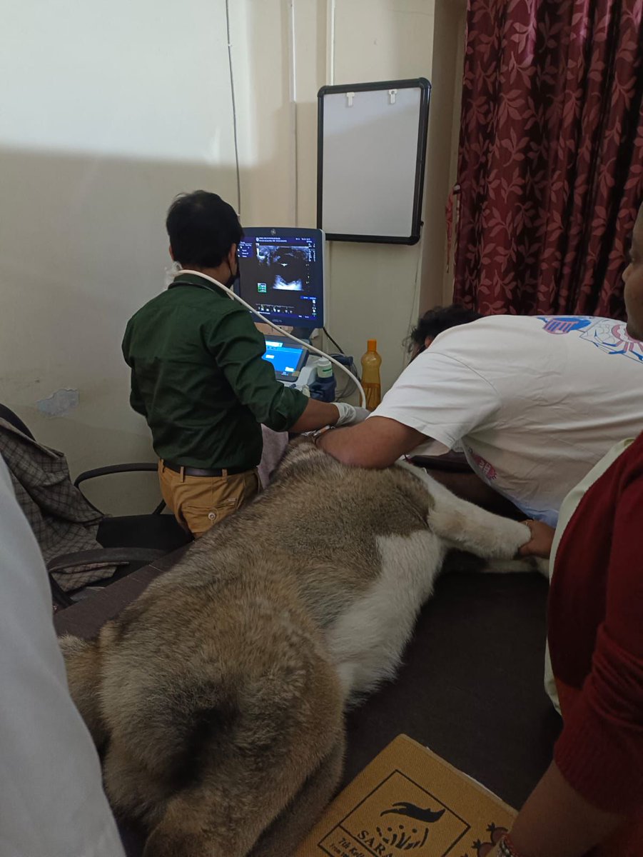 অ্যানিম্যাল হেল্থ প্যাথলজিকাল ল্যাবরেটরিতে গত দুদিনে আরও দুটি নজরকাড়া কাজ। এন্ডোস্কোপি করে আটকে থাকা কাঁটা বার করা। আর বি স্ক্যান ব্যবহার করে চোখের ইউএসজি। প্রতীপ চক্রবর্তী এবং তাঁর টিম; চিকিৎসক ও সহকর্মীরা পোষ্য চিকিৎসায় নতুন আলো দেখাচ্ছেন।