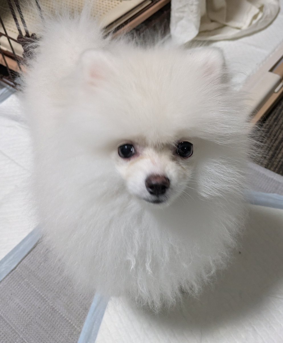 【看板犬紹介　その2】
ポメラニアン(現在5ヶ月・♀)のおもちちゃんです。
頭蓋骨と後ろ脚の膝に軽いハンデがありますが、一番小柄ながら体力モンスターで先輩2匹を手玉に取る強者です。
あまりお店の方には来ないかもしれませんが、お見かけの際は可愛がってあげてくださいませ。