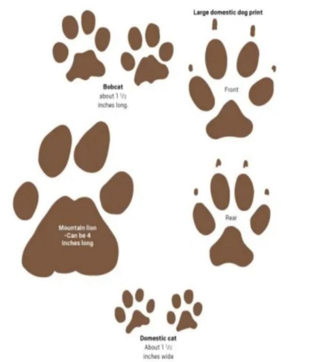 Art of the Day! "Wild Paws Wilderness". Buy at: ArtPal.com/Brenniewebb?i=…