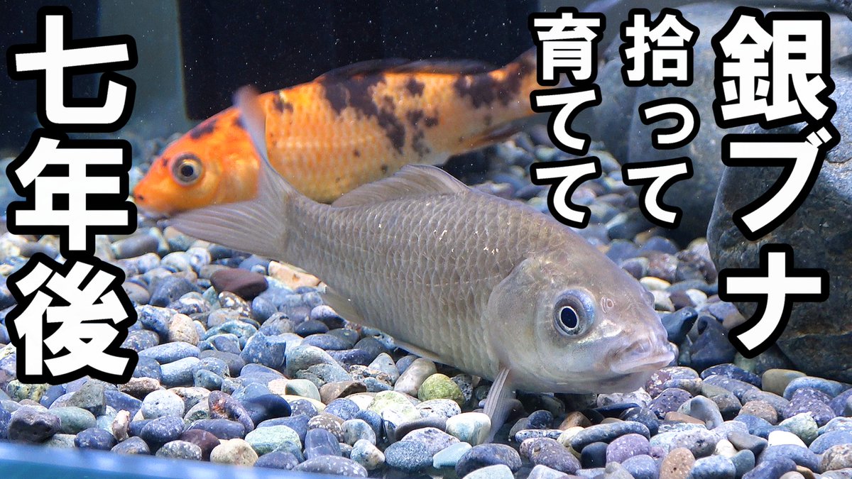 七年前に捕まえた銀ブナの現在
youtube.com/watch?v=IyoavI…