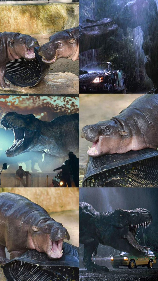 หรือว่า 555 
ตอนแรกกินเนื้อแหละ พอรู้สึกว่าทำร้ายคนอื่นเลยเปลี่ยนมากินมัง ตอนนี้ก็อ้วนตุ้บป่องเลย🤣🤣 #hippo #PygmyHippo #ขาหมูแอนด์เดอะแก๊ง #หมูเด้งเด้งกี่โมง #Moodeng #พี่ขาหมู #สวนสัตว์เปิดเขาเขียว