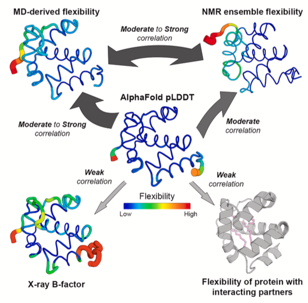 Structure Flexibility or Uncertainty? A Critical Assessment of AlphaFold 2 pLDDT

1. A comprehensive study by Vander Meersche et al. evaluates the relationship between AlphaFold 2 and 3's pLDDT scores and protein flexibility metrics derived from molecular dynamics (MD)