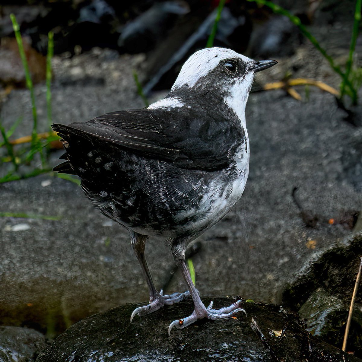 Anil Safaya tweet media