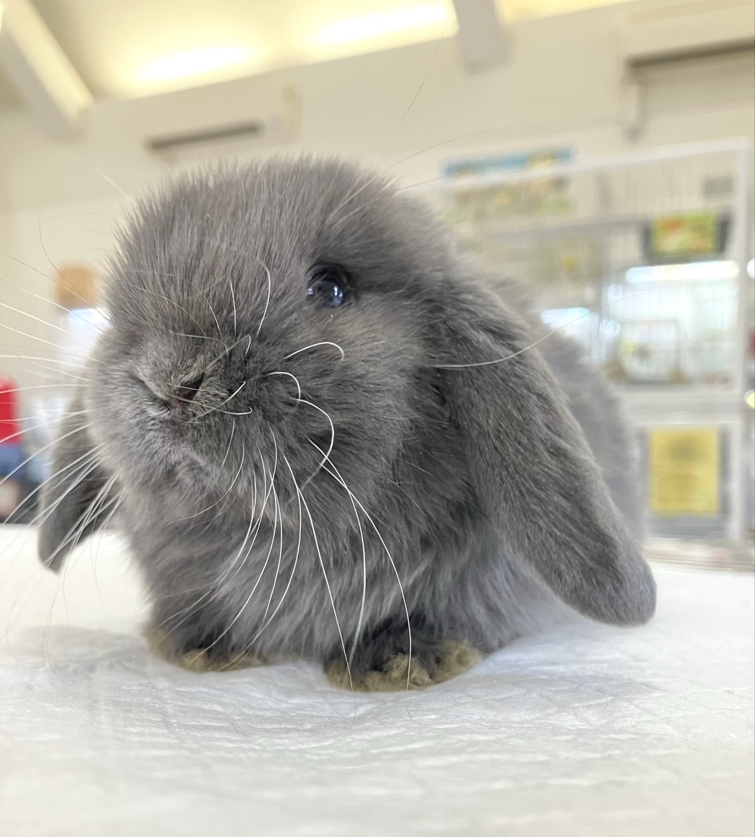 うさぎの新着〜✨ ○ネザーランドドワーフ🇯🇵 【ブルー】 ○ロップ