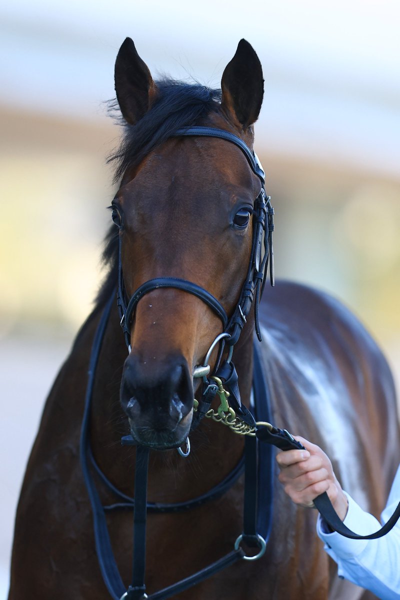 阪神4R 2歳未勝利 3番ブレットパスが直線で4番カフジエメンタールを