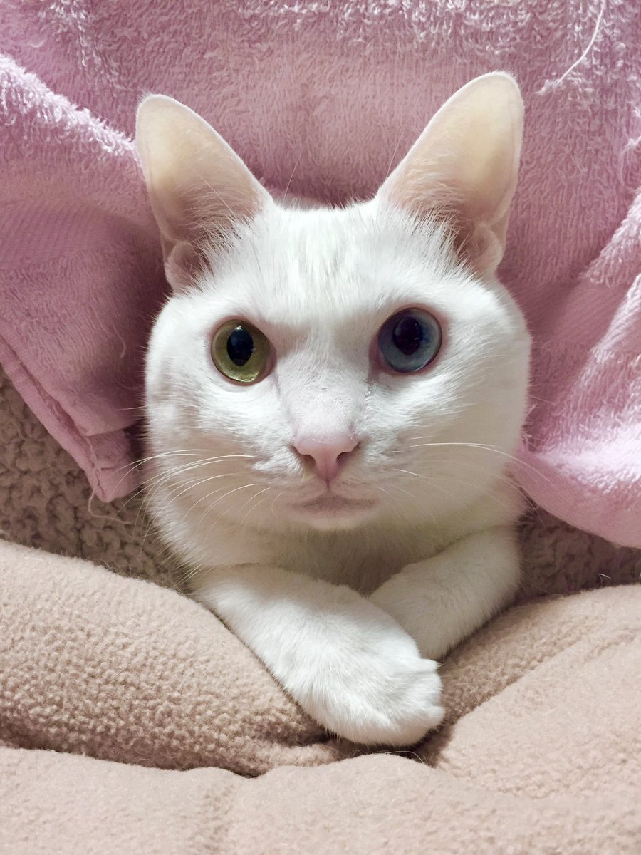 最近めっきり寒くなったのでおこたから全く出て来てくれず全然姿を見せてくれないため少し前の若かりしお姿を…
#猫のいる暮らし　#猫のいる幸せ　#猫