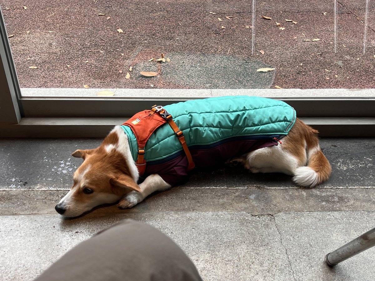 내 옷 보다 비싼 패딩 입는 바둑이