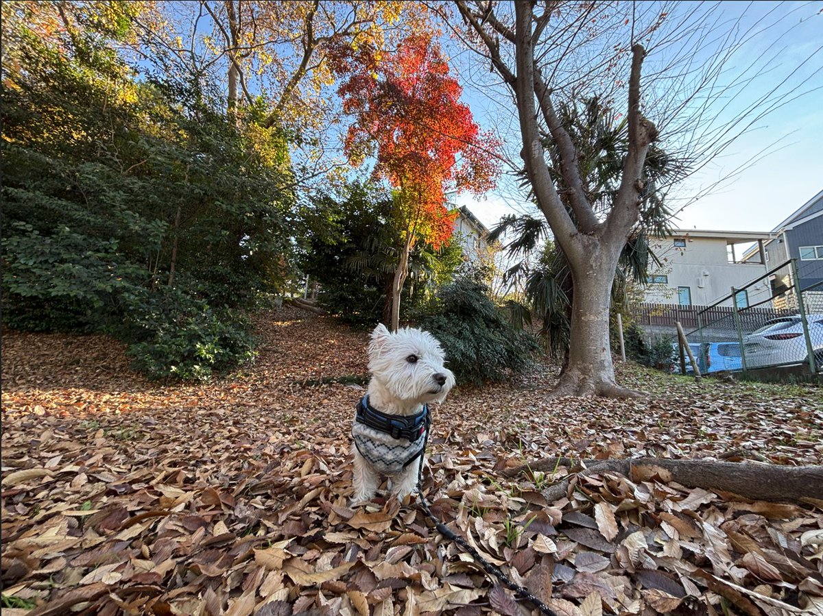 nykcyan's tweet photo. 2025年12月6日　今朝の散歩 https://t.co/Dqil2sg2dB