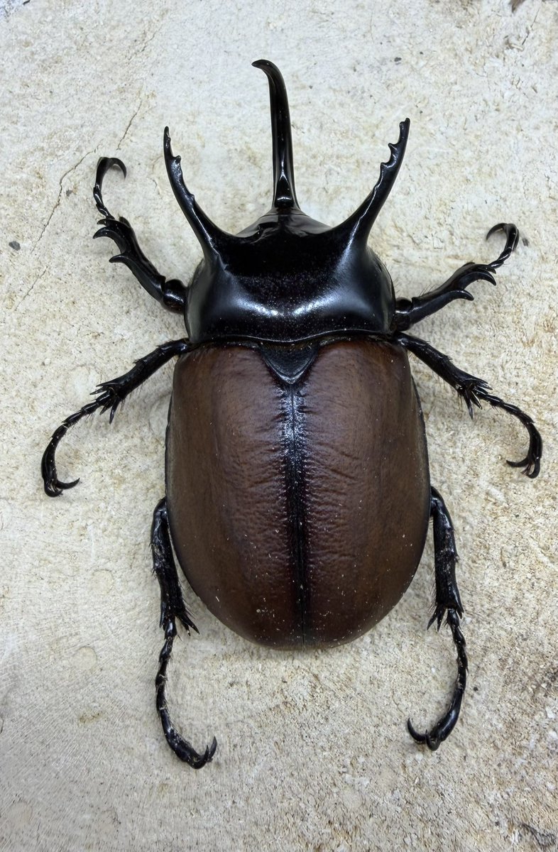 インドネシア便紹介🇮🇩✨️ サンボンヅノカブト Mt.Arfak WD No.64初