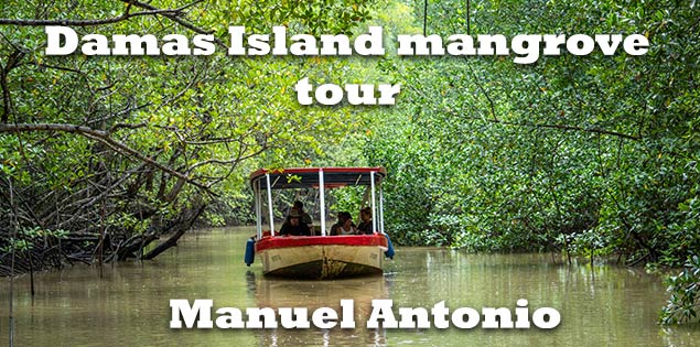 #Damas #Island #Mangrove Tour: #Wildlife #Watching in #Manuel #Antonio
mytanfeet.com/activities/dam…